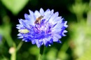Kornblume - Centaurea cyanus * 1720 x 1146 * (474KB)
